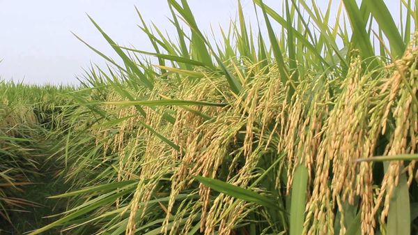 曼德勒省密铁拉县区雨季稻种植情况
