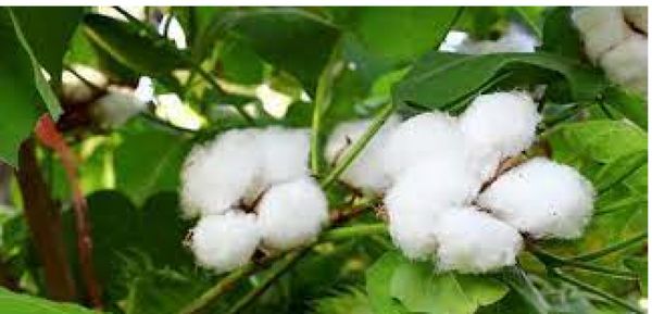 实皆省昌吴县区目前已完成60%左右的棉花种植工作