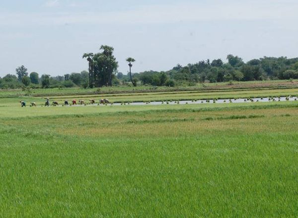 掸邦北部登尼县区种植了数万英亩雨作物