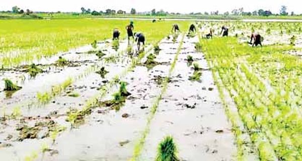 马奎省本漂县区利用梅塞丽分水渠完成近3万英亩雨季稻种植工作