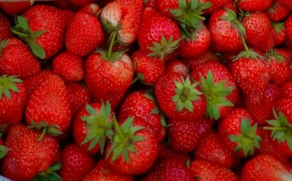 曼德勒省彬乌伦县区规划由草莓生产有关增值产品