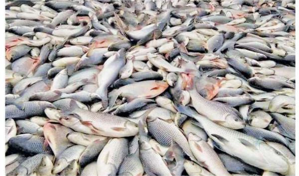 伊洛瓦底省邦达诺县区鲮鱼输送往仰光大都市获得好价钱