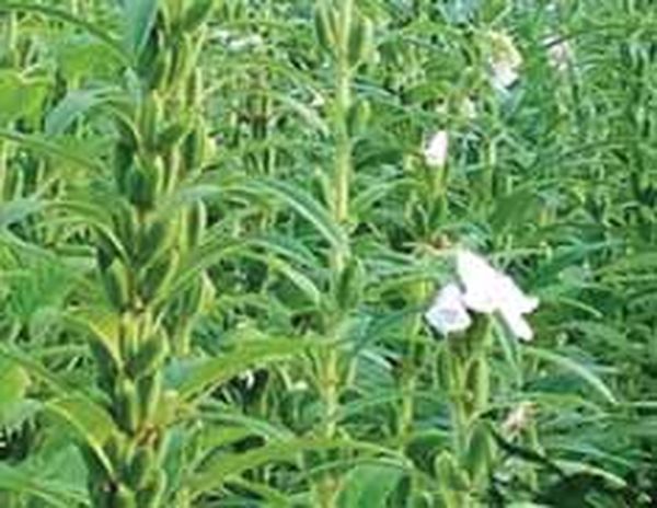 曼德勒省敏建专区种植的夏芝麻已开始采收上市