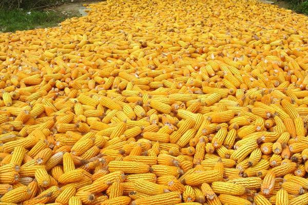 近6个月期间缅甸向国外出口玉米150多万吨