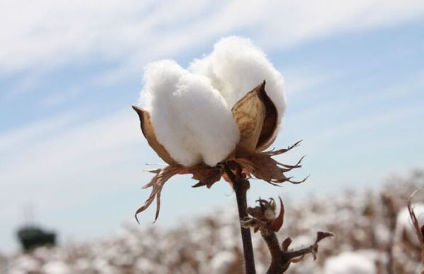马奎省敏巫专区种植了长纤维棉花1万多英亩
