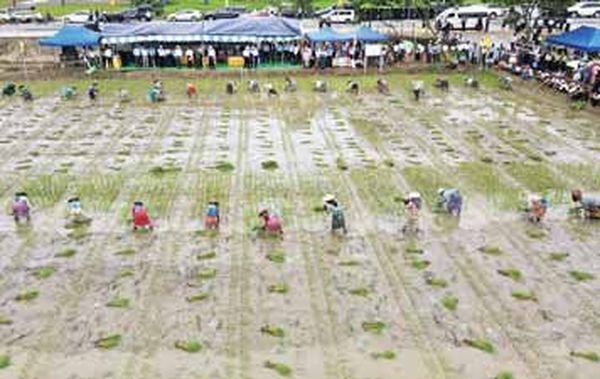 仰光省岱枝专区完成雨季稻种植工作举行收耙仪式及插秧比赛活动