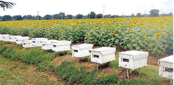 新财政年度第一季度3个月缅甸向国外出口蜂蜜500多吨