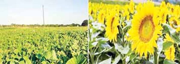 勃固省那德林专区今年种植的4万多英亩雨季油料作物正茁壮成长