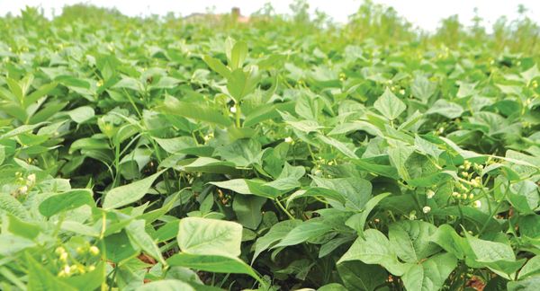 实皆省瑞帽县区今年雨季已种植了各种豆类1.5万多英亩