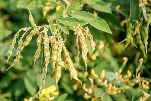 马奎省敏巫专区今年雨季种植木豆1.7万多英亩远超规划种植面积