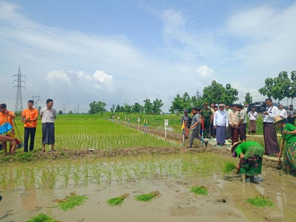 伊洛瓦底省壁榜县区举行雨季稻种植工作结束的收耙活动仪式