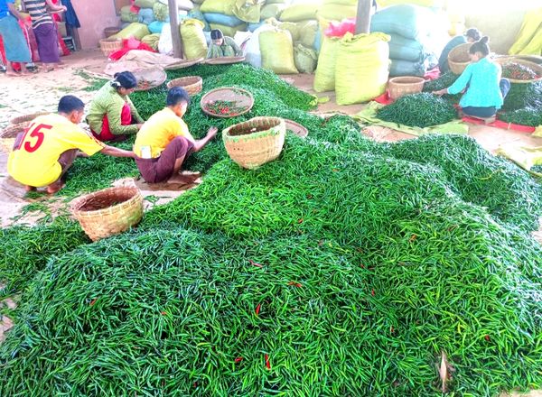 伊洛瓦底省吉叻县区今年7月向仰光大都市输送出1.2万缅斤辣椒