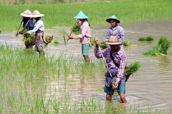 勃固省将努力完成今年雨季稻260万多英亩的种植工作