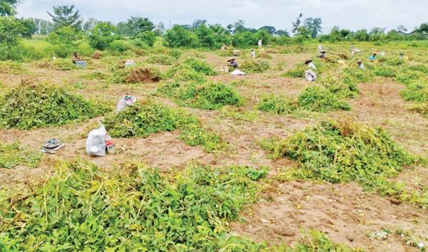 伊洛瓦底省棉昂县区种植雨花生7千多英亩已开始采收工作