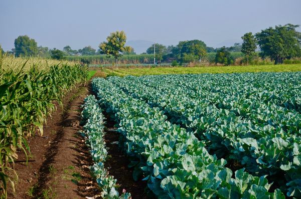 实皆省霍马林县区今年雨作物种植情况