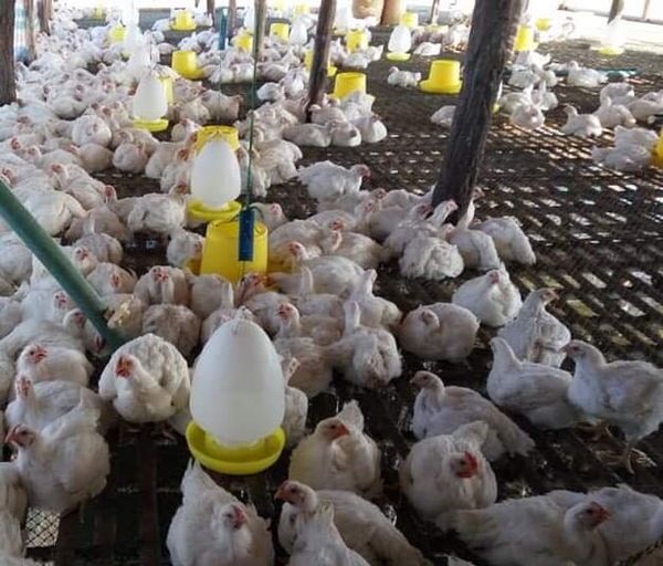 鸡鸭猪养殖户可获得1500万至3500万缅币的贷款