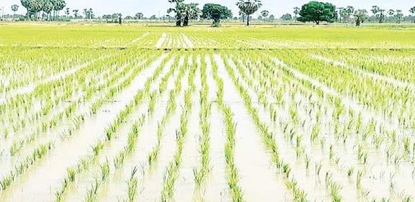 勃固省达雅瓦底专区完成雨季稻51万多英亩的种植工作