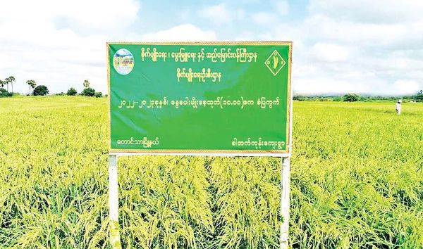 曼德勒省今年夏季稻期间种植的4千多英亩种田已完成收割工作