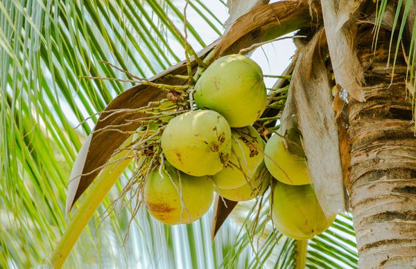 伊洛瓦底省年产椰子1.3亿颗其中44%供出口