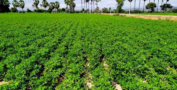 实皆省甘布鲁县区种植的雨花生正茁壮成长