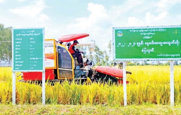 马奎省本漂县区完成了夏季稻14,130英亩的收割工作