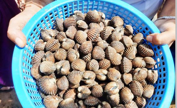伊洛瓦底省壁榜县区出产的各种蚌类获得好价钱
