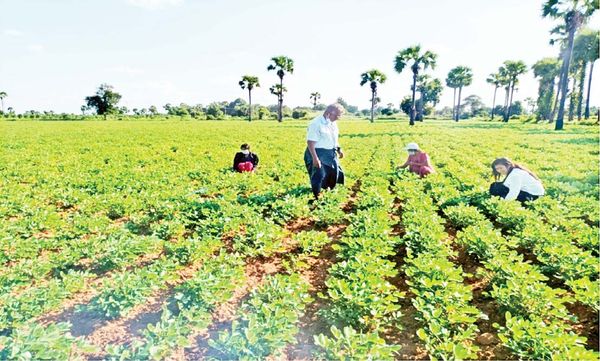 实皆省蒙育瓦专区完成今年雨季13多英亩的油料作物种植工作