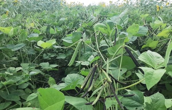 伊洛瓦底省渺弥亚专区今年雨季种植了雨蔬菜5,620英亩