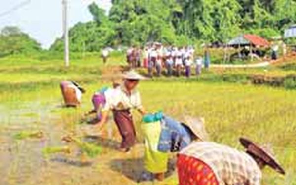 若开邦洞鸽专区完成雨季稻种植工作举行收耙仪式活动