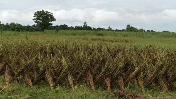 马奎省种植的雨芝麻已完成1万多英亩的收割工作