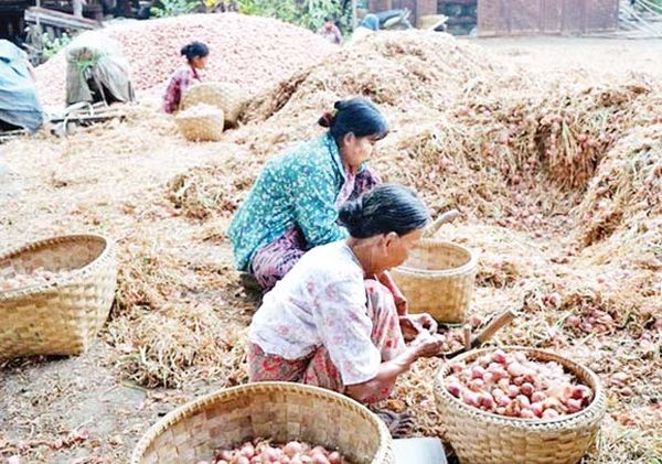 曼德勒省皎栖县区种植洋葱获得了好价钱