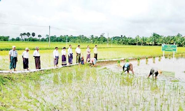 仰光省礼固县区完成雨季稻种植工作举行收耙活动仪式