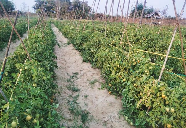 曼德勒省皎勃东县区利用地下水种植的番茄长势良好