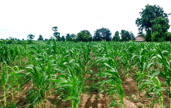 伊洛瓦底省额布都县区已完成各种雨作物2,327英亩的种植工作