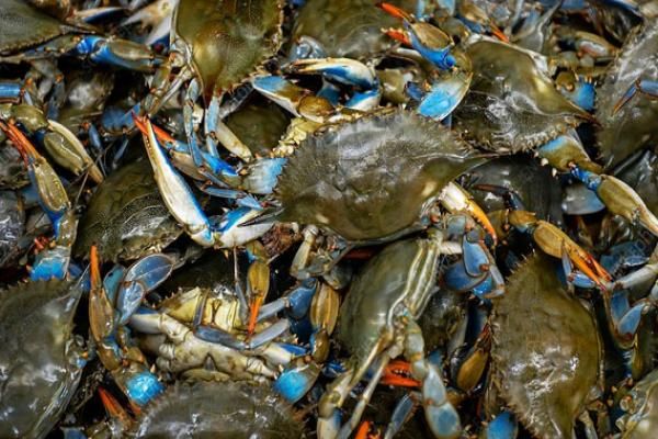 伊洛瓦底省壁榜县区在7月份期间向仰光销售螃蟹7.8万缅斤