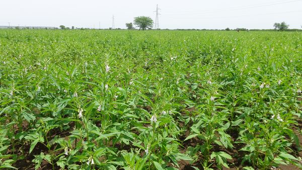 实皆省耶乌专区今年雨季已完成雨芝麻2.8多万英亩的种植工作