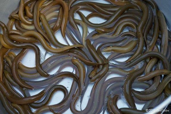 伊洛瓦底省博加礼县区出产的鳝鱼获得好价钱