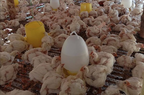 仰光省鸡鸭市场上肉鸡进入多鸡场“抓鸡价”略微下跌