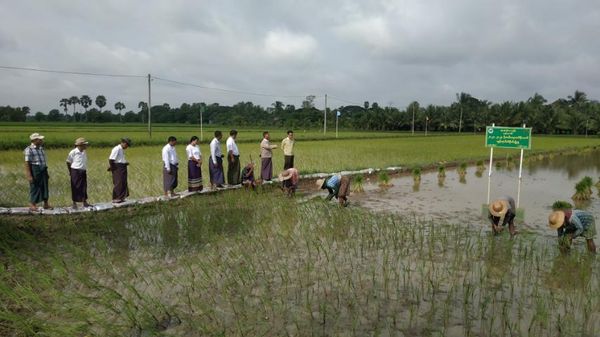 伊洛瓦底省礼德耶县区完成雨季稻种植工作举行收耙仪式活动