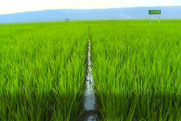 德林达依省丹老县区“一个季节种植两季雨季稻”试验获得成功
