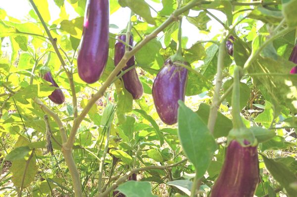 掸邦南部彬得亚县区出产的茄子畅销各省邦地区