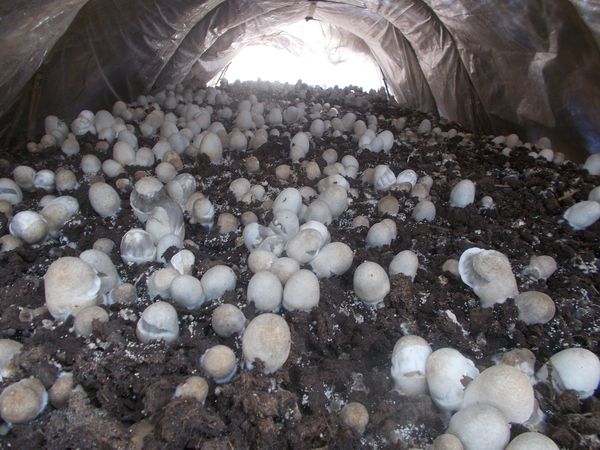 伊洛瓦底省博加礼县区内稻草菇获得了好价钱