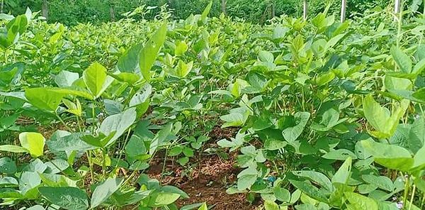 实皆省甘布鲁县区今年雨季已种植了各种豆类20多万英亩