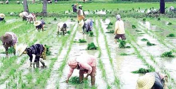 曼德勒省密铁拉县区为种植雨季稻的农田开始供应水源