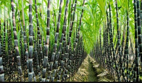 伊洛瓦底省宫漂县区完成了其他雨作物1,338英亩的种植工作