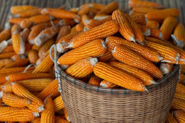 今年7月份缅甸出口16万吨玉米获得5千万美元收入