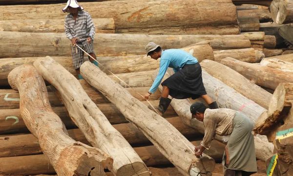 现财政年度4个多月缅甸向国外出口林产品2700多万美元