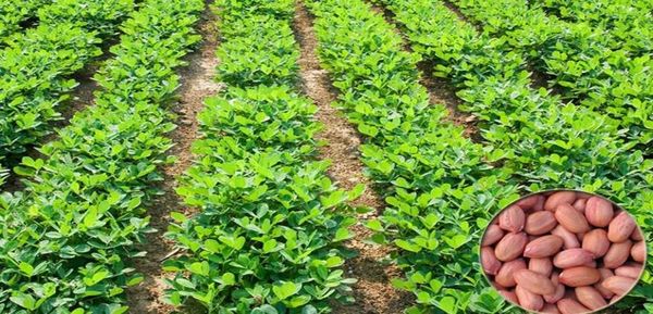 内比都地区比规划面积多种植了雨花生9千多英亩