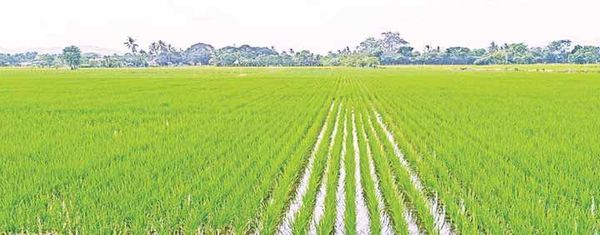 曼德勒省皎栖县区雨季稻种植情况