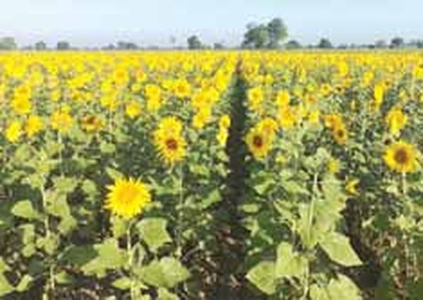 曼德勒省向日葵种田已完成773英亩的种植工作